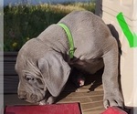 Small Photo #22 Great Dane Puppy For Sale in OGDEN, UT, USA