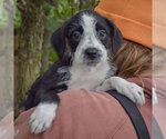 Small #3 Mutt