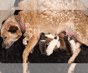 Australian Cattle Dog-Chinese Shar-Pei Mix Litter for sale in BLOSSVALE, NY, USA