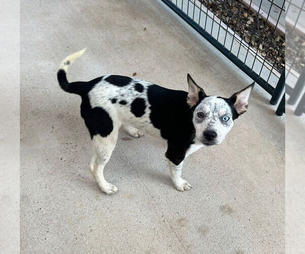 Medium Photo #7 Mutt Puppy For Sale in Oak Bluffs, MA, USA
