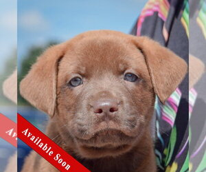 American Bulldog-Chocolate Labrador retriever Mix Dogs for adoption in Huntley, IL, USA