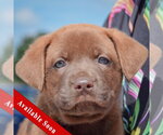 Small American Bulldog-Chocolate Labrador retriever Mix
