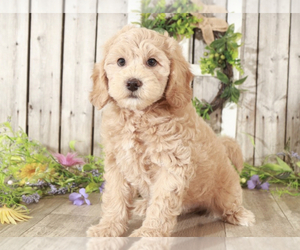 Goldendoodle (Miniature) Puppy for sale in MOUNT VERNON, OH, USA