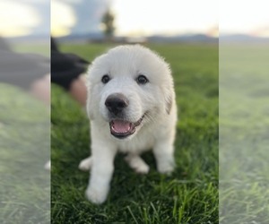 Great Pyrenees Puppy for sale in LOVELAND, CO, USA