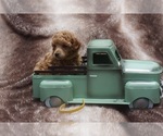 Puppy 3 Poodle (Toy)