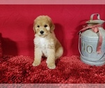 Small Photo #4 Poodle (Standard) Puppy For Sale in COLORADO SPRINGS, CO, USA