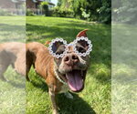 Small Photo #2 Mutt Puppy For Sale in Rockaway, NJ, USA