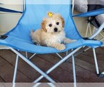 Small Photo #4 Maltipoo Puppy For Sale in SANTA CLARITA, CA, USA