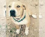 Small #4 American Pit Bull Terrier-Bull Terrier Mix