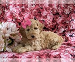 Small Photo #3 Cockapoo Puppy For Sale in NOTTINGHAM, PA, USA