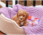 Small #16 Cavapoo (Miniature)