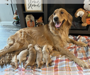 Mother of the Golden Retriever puppies born on 08/20/2023