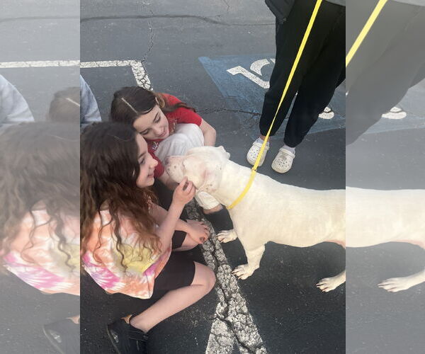 Medium Photo #7 American Staffordshire Terrier-Bullmastiff Mix Puppy For Sale in Holly Springs, NC, USA