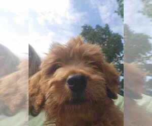 Irish Doodle Puppy for sale in PHILLIPSBURG, MO, USA
