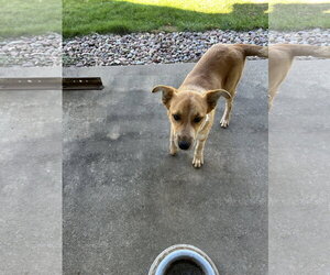 Buz - Male Mutt Dog for Adoption - Photo #2