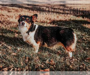 Mother of the Pembroke Welsh Corgi puppies born on 10/11/2022