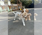 Small #1 English Springer Spaniel Mix