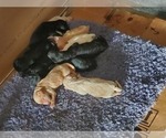 Small Photo #2 Pyredoodle Puppy For Sale in MAGNOLIA, KY, USA