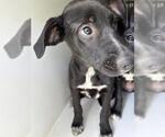 Small Labrador Retriever