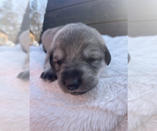 Medium Photo #10 Goldendoodle-Siberian Husky Mix Puppy For Sale in DOUGLASVILLE, GA, USA