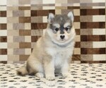 Small #2 Pomsky