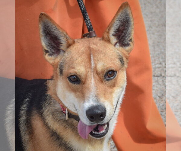 Medium Photo #1 Carolina Dog-German Shepherd Dog Mix Puppy For Sale in Huntley, IL, USA