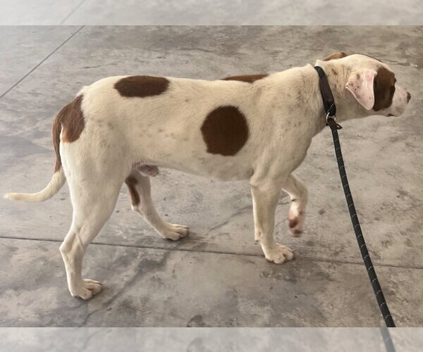 Medium Photo #4 Mutt Puppy For Sale in Tarboro, NC, USA