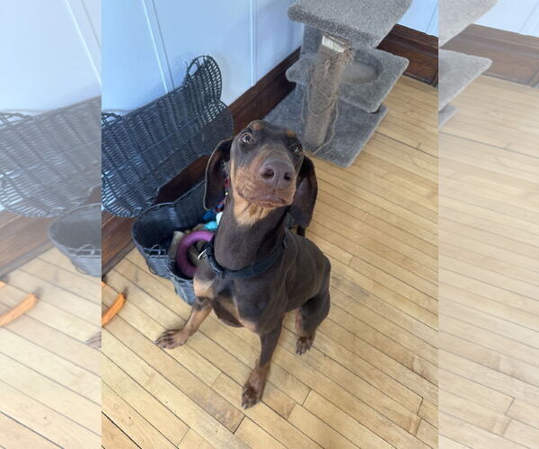 Medium Photo #6 Doberman Pinscher Puppy For Sale in Minneaoplis, MN, USA