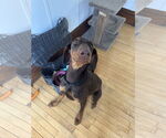 Small #5 Doberman Pinscher
