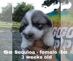 Small Photo #38 Great Pyrenees Puppy For Sale in HILLSVILLE, VA, USA