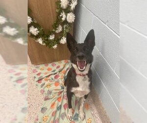 Border Collie-Unknown Mix Dogs for adoption in Brighton, CO, USA