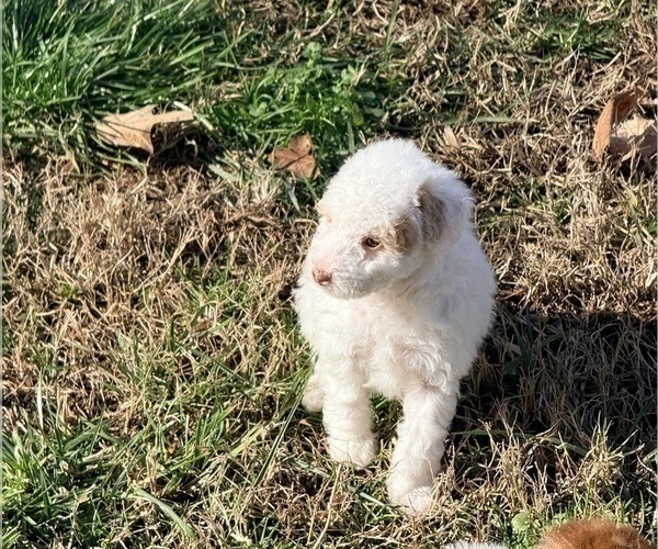 Medium Photo #2 Pom-A-Poo Puppy For Sale in OWINGS, MD, USA