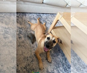 Kallie - Female Mutt Dog for Adoption - Photo #3