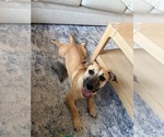 Small Photo #3 Mutt Puppy For Sale in Derwood, MD, USA