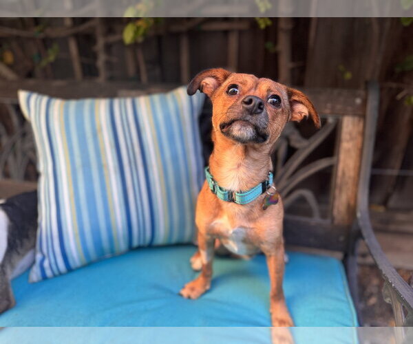 Medium Photo #4 Chihuahua-Unknown Mix Puppy For Sale in Santa Clara, CA, USA