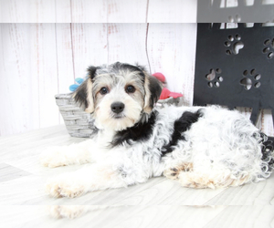 Yo-Chon Puppy for sale in MARIETTA, GA, USA