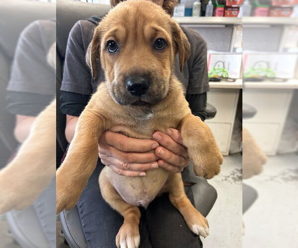 Medium Photo #1 Mutt Puppy For Sale in Stockton, CA, USA