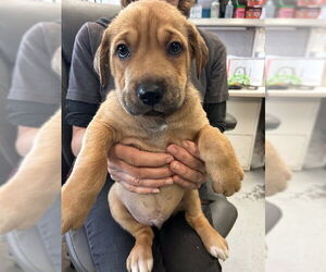 Mutt Dogs for adoption in Stockton, CA, USA