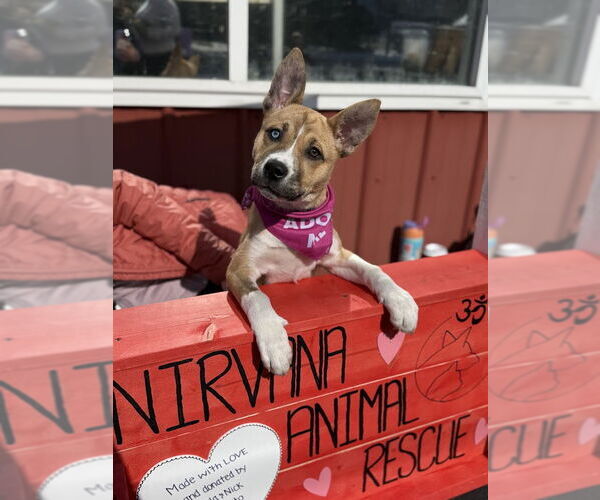 Medium Photo #2 Siberian Husky-Unknown Mix Puppy For Sale in Shermans Dale, PA, USA