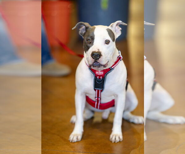 Medium Photo #7 Staffordshire Bull Terrier Puppy For Sale in Garner, NC, USA
