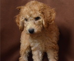 Small Photo #3 Doodle Puppy For Sale in PATERSON, NJ, USA