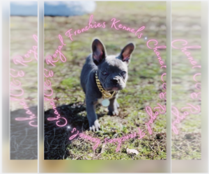 French Bulldog Puppy for sale in ATHENS, GA, USA