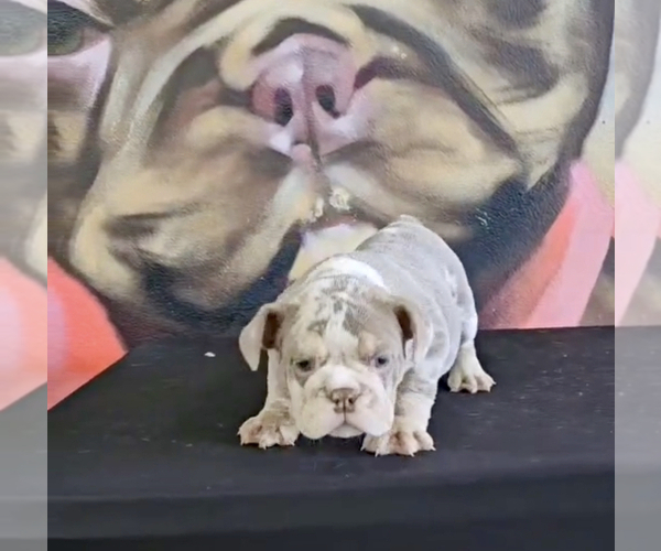 Medium Photo #10 English Bulldog Puppy For Sale in BEVERLY HILLS, CA, USA