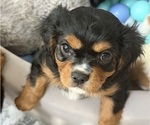Puppy Duke Cavalier King Charles Spaniel