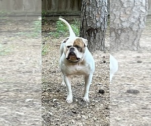 Father of the American Bulldog puppies born on 05/11/2025