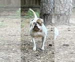 Small Photo #1 American Bulldog Puppy For Sale in SPRING, TX, USA