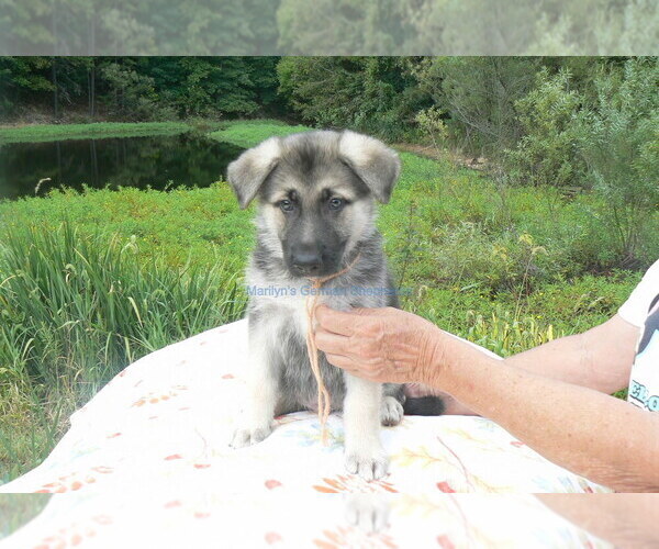 Medium Photo #7 German Shepherd Dog Puppy For Sale in PIEDMONT, MO, USA