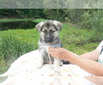 Small #6 German Shepherd Dog