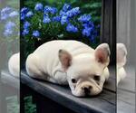Small Photo #5 French Bulldog Puppy For Sale in WILDOMAR, CA, USA