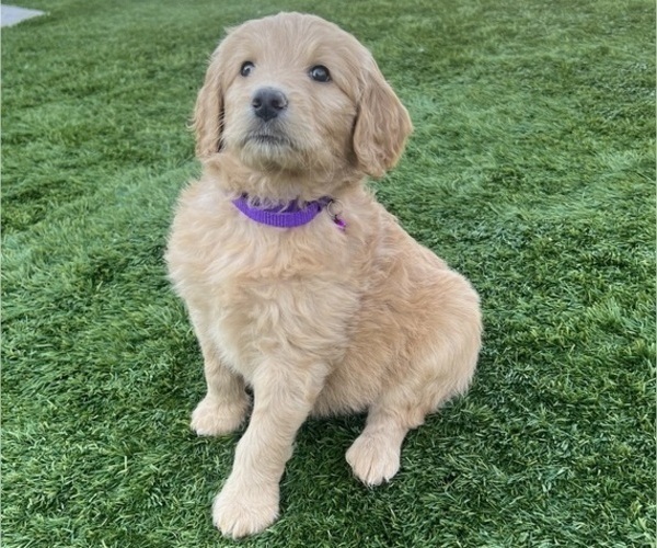 Medium Photo #18 Goldendoodle Puppy For Sale in PHOENIX, AZ, USA
